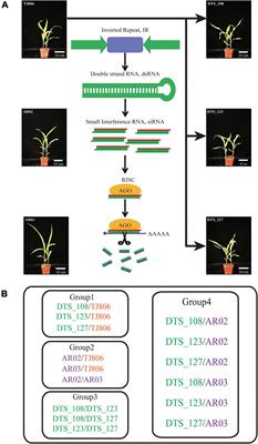 RNA Interference-Based Genetic Engineering Maize Resistant to Apolygus lucorum Does Not Manifest Unpredictable Unintended Effects Relative to Conventional Breeding: Short Interfering RNA, Transcriptome, and Metabolome Analysis